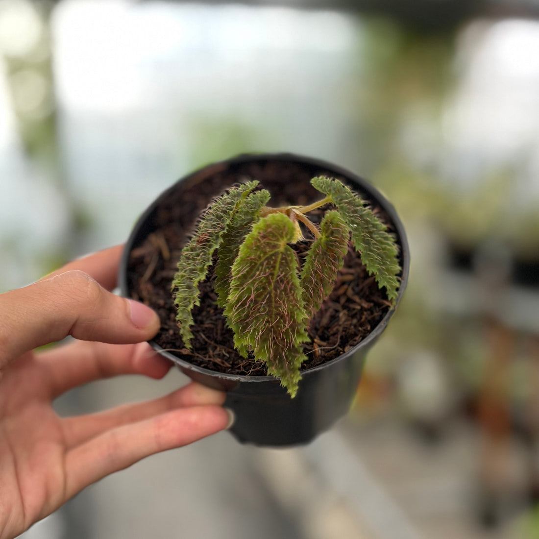 Begonia Green Velvet Sp Papua