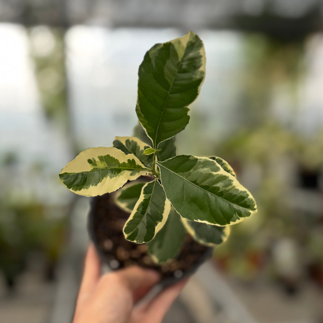 Lemon Variegated