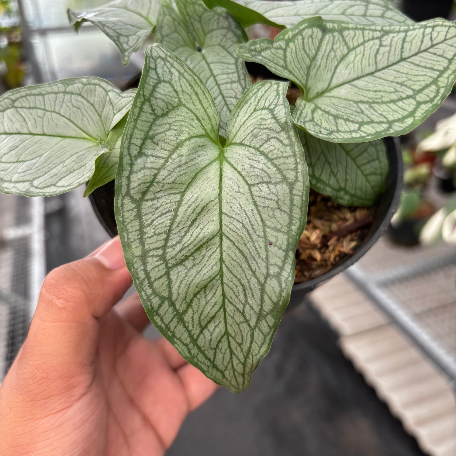 Appendiculata hapeline Silver