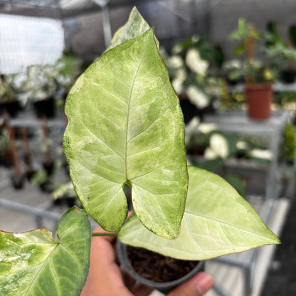 Syngonium White Butterfly Variegated