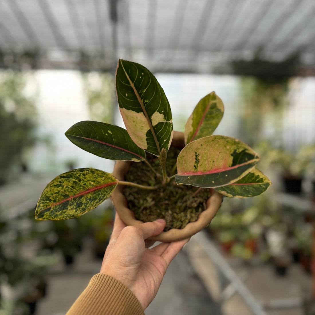 Aglaonema Donacarmen Santi Variegated