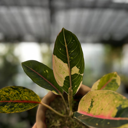 Aglaonema Donacarmen Santi Variegated