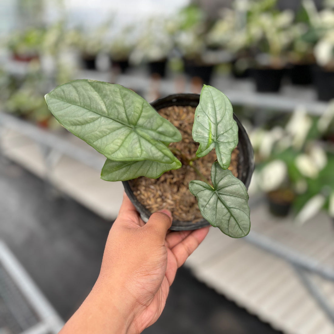 Alocasia Corazon