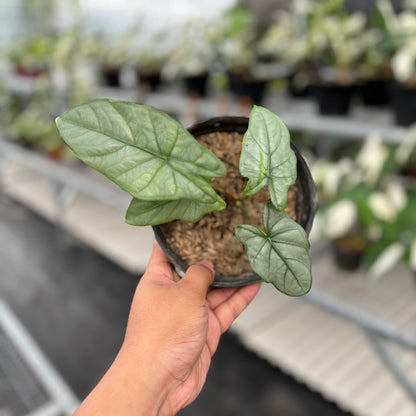 Alocasia Corazon