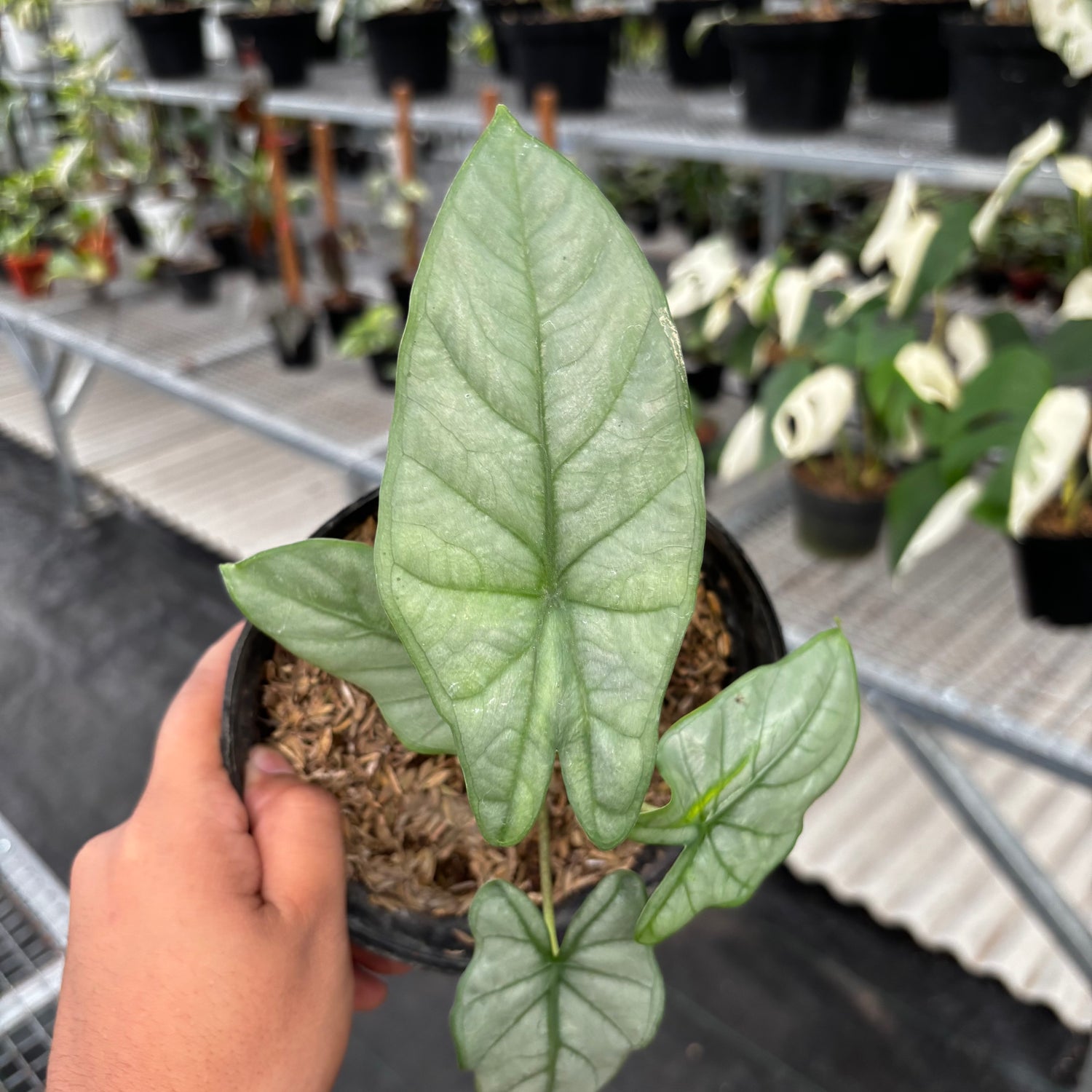 Alocasia Corazon