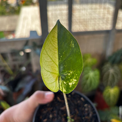 Alocasia Flemingiana Variegated