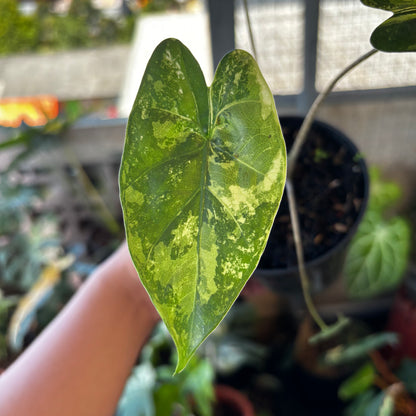 Alocasia Flemingiana Variegated