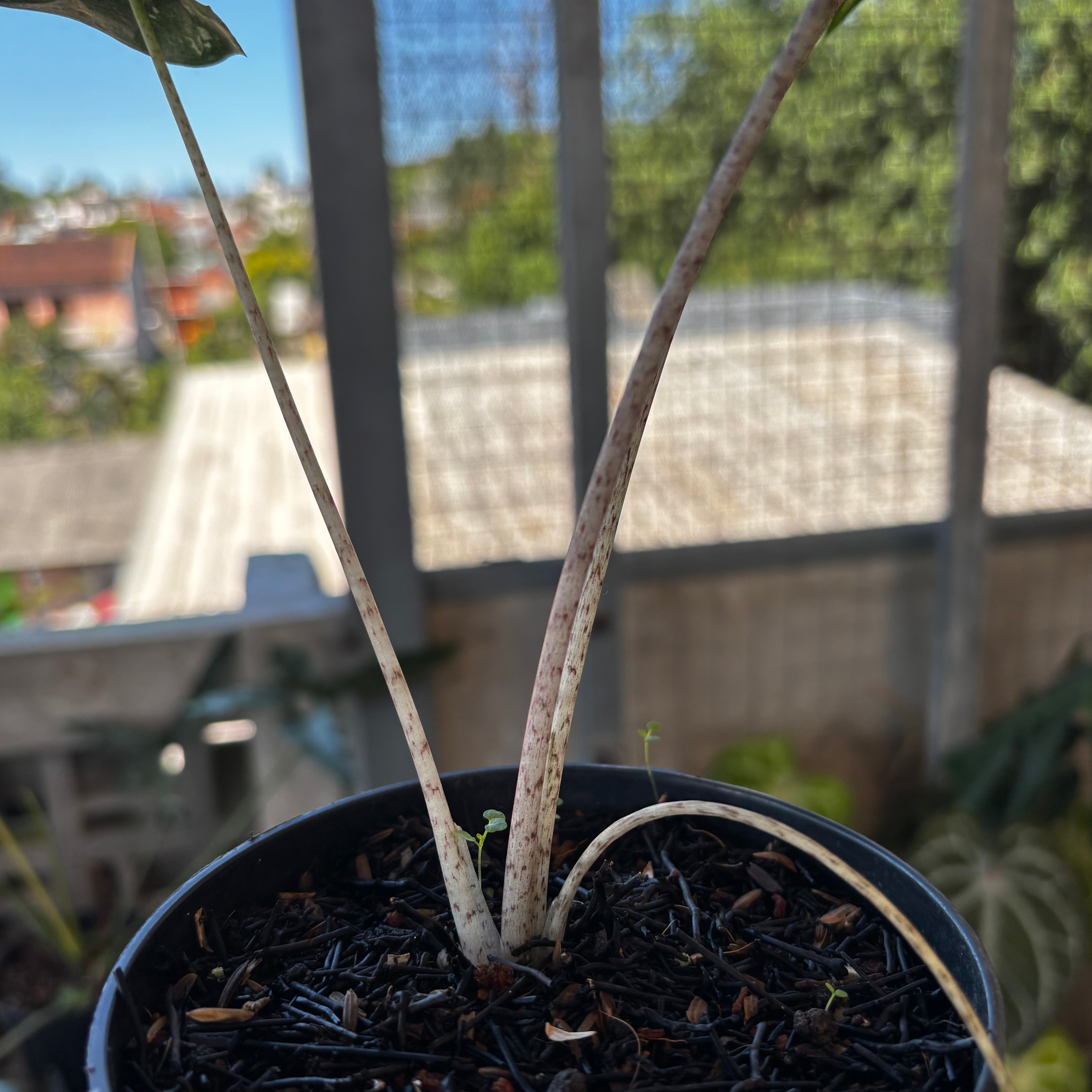 Alocasia Flemingiana Variegated