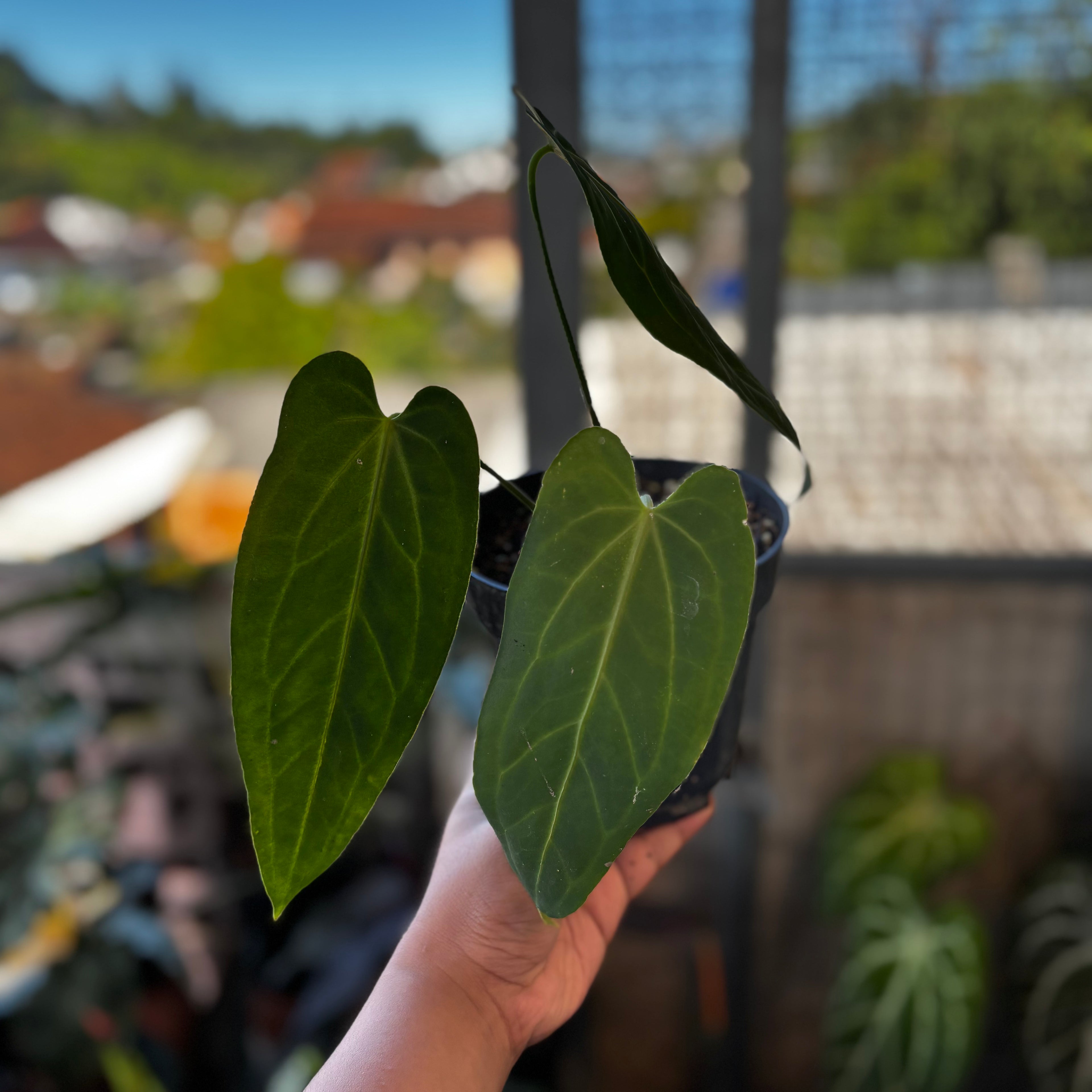 RP036-7	Anthurium Dark Mama