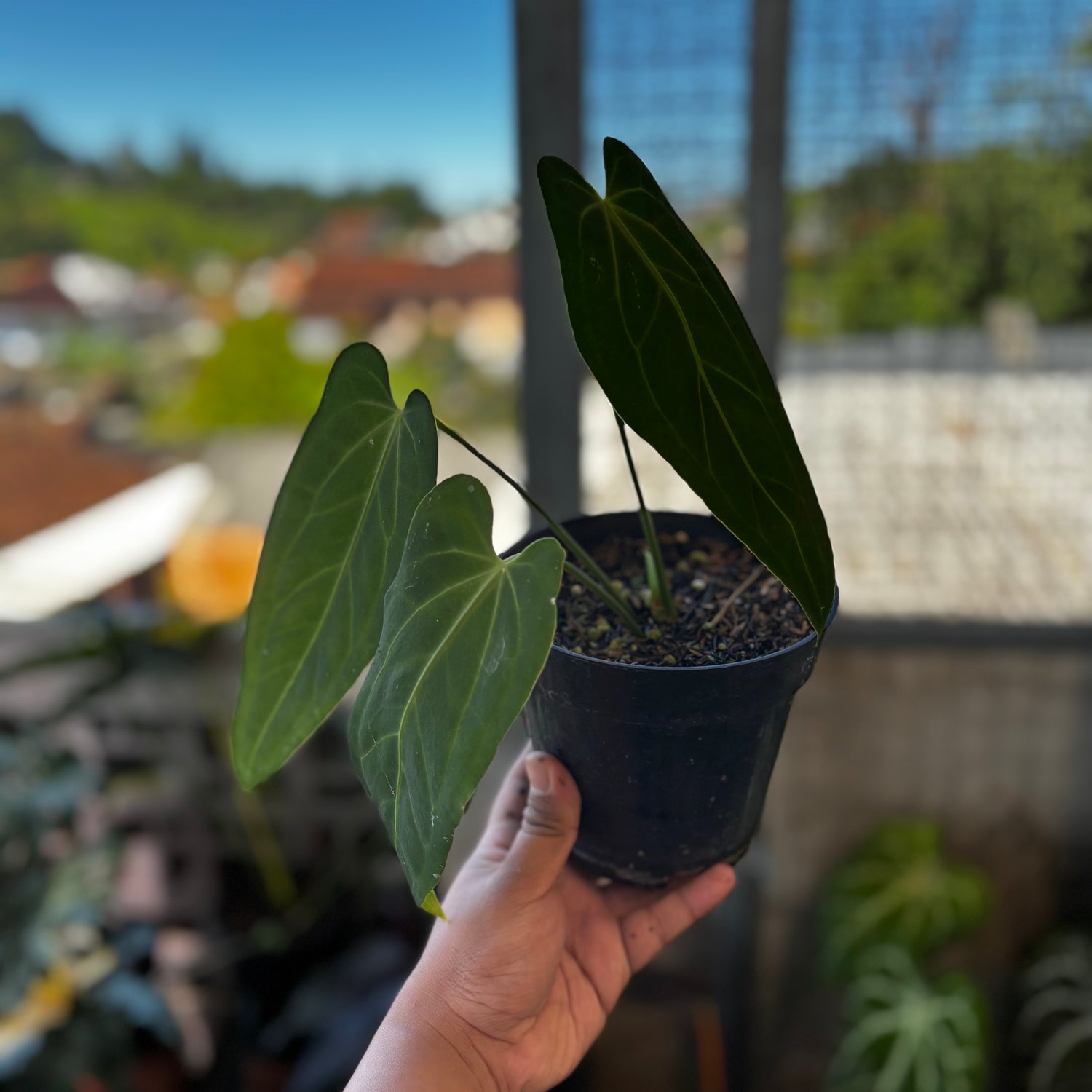 RP036-7	Anthurium Dark Mama
