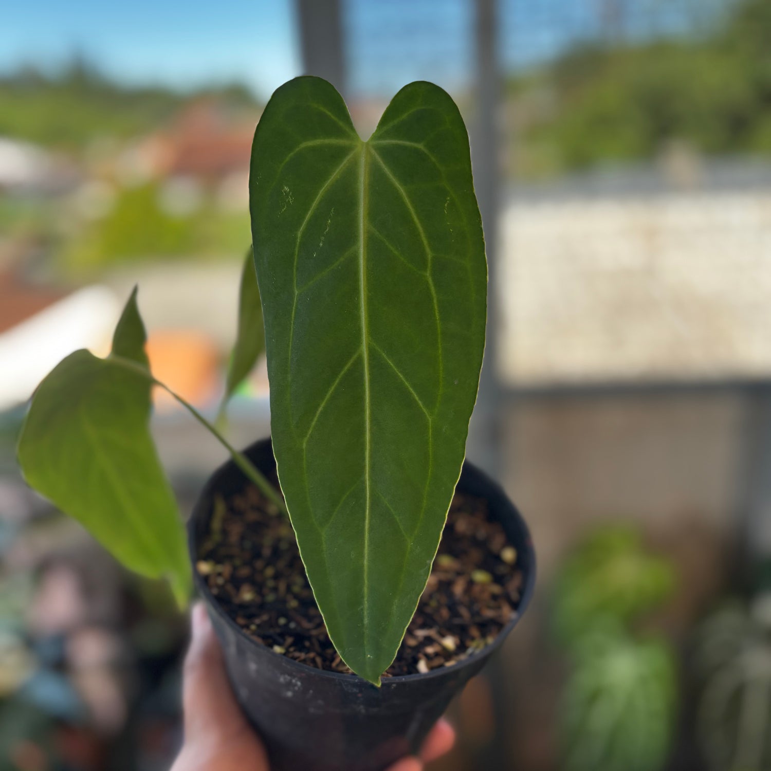 RP036-7	Anthurium Dark Mama