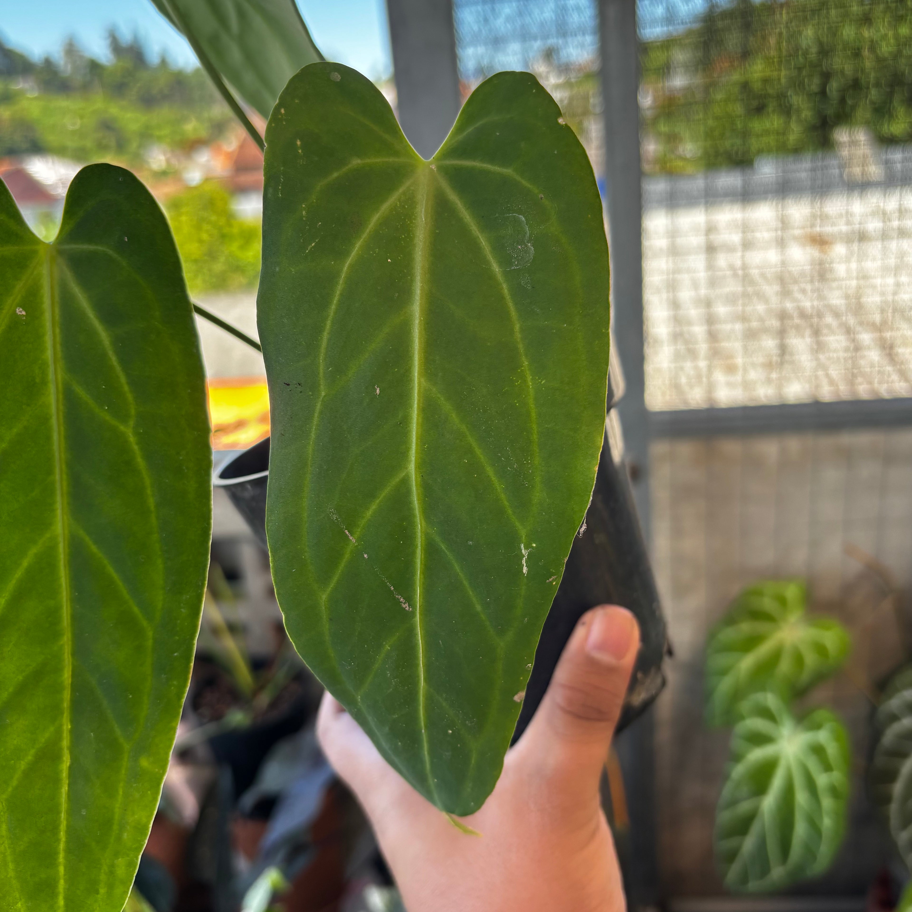 RP036-7	Anthurium Dark Mama
