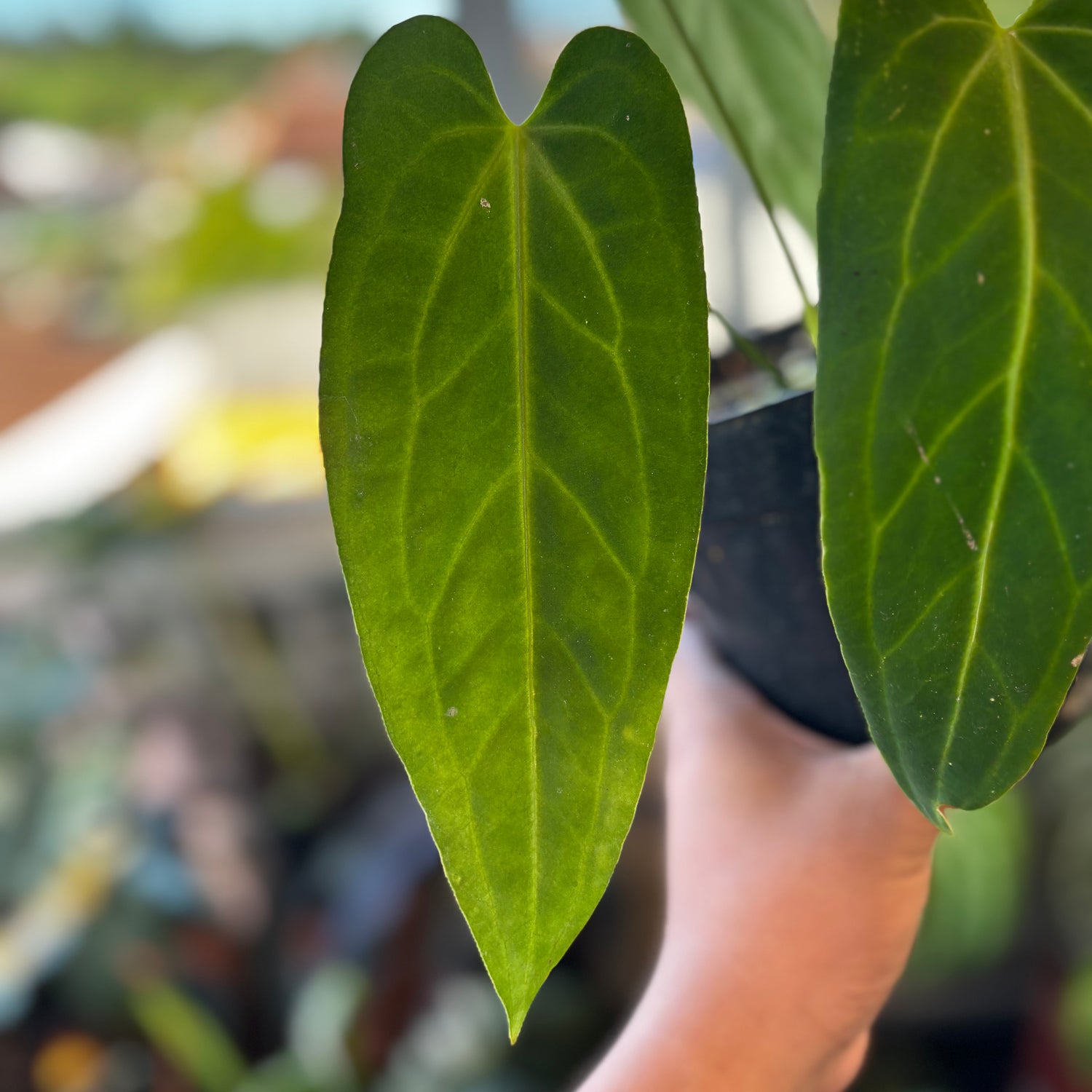 RP036-7	Anthurium Dark Mama