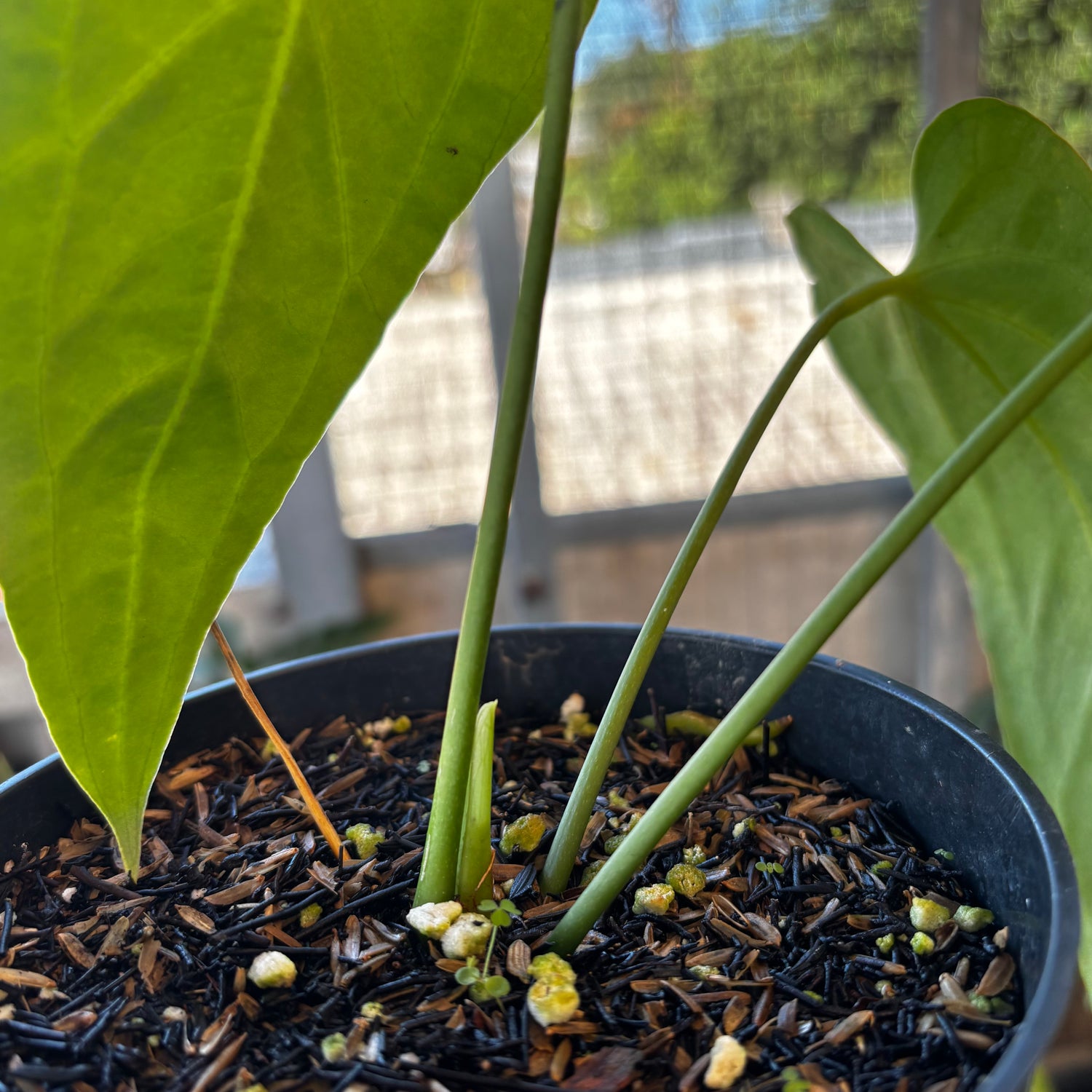 RP036-7	Anthurium Dark Mama
