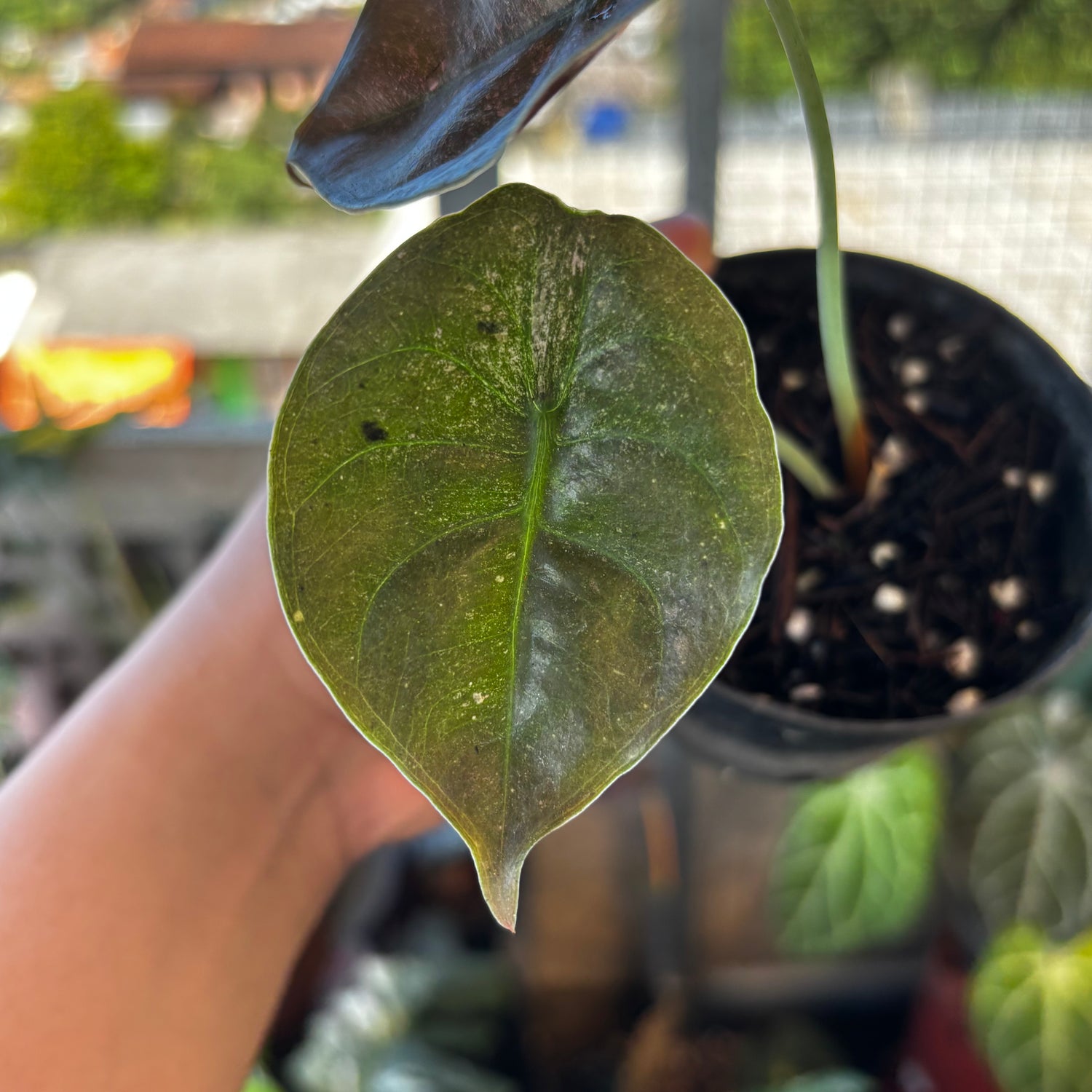 RP037-7	Alocasia Cuprea Mint
