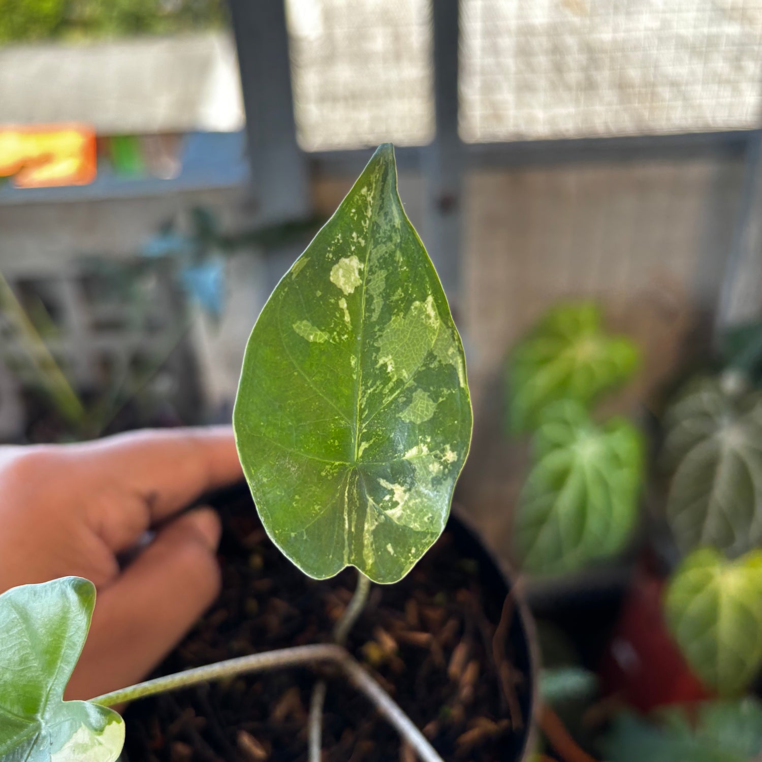 RP038-7	Alocasia Flemingiana Variegated
