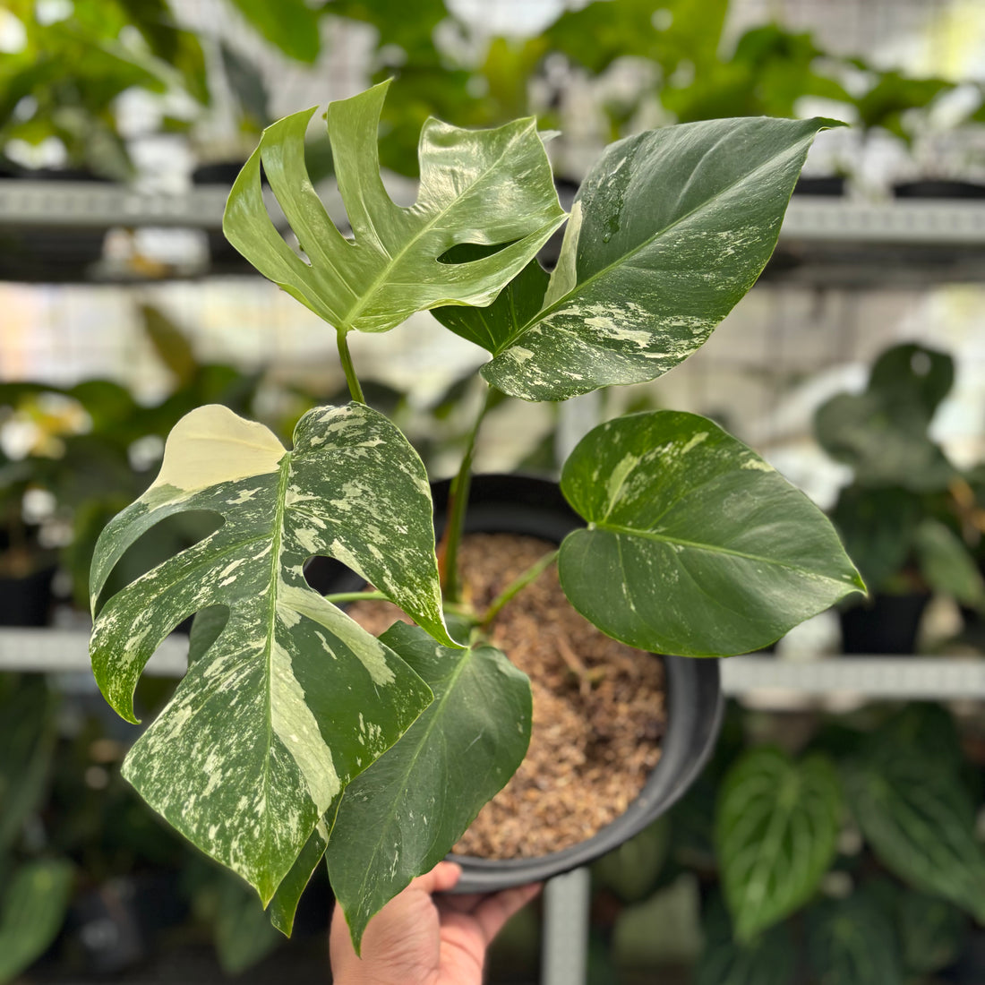 RP24-1 Monstera Albo Variegated