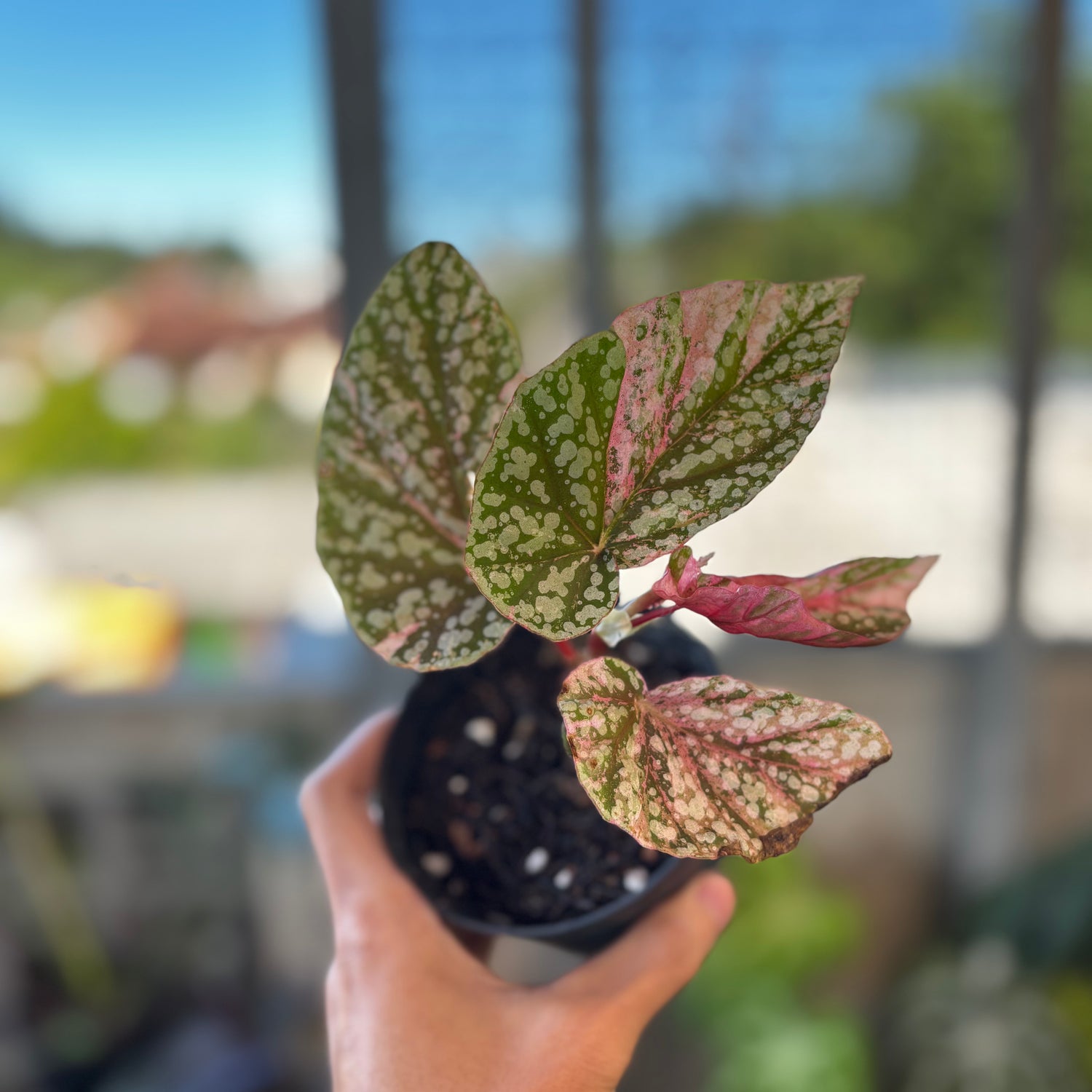 RP039-7	Begonia Snow Cupped Variegated