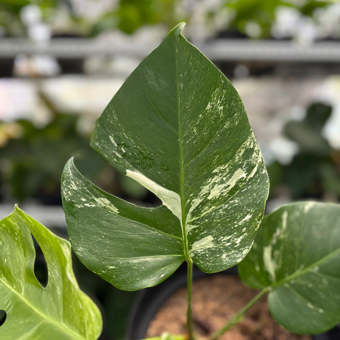 RP24-1 Monstera Albo Variegated