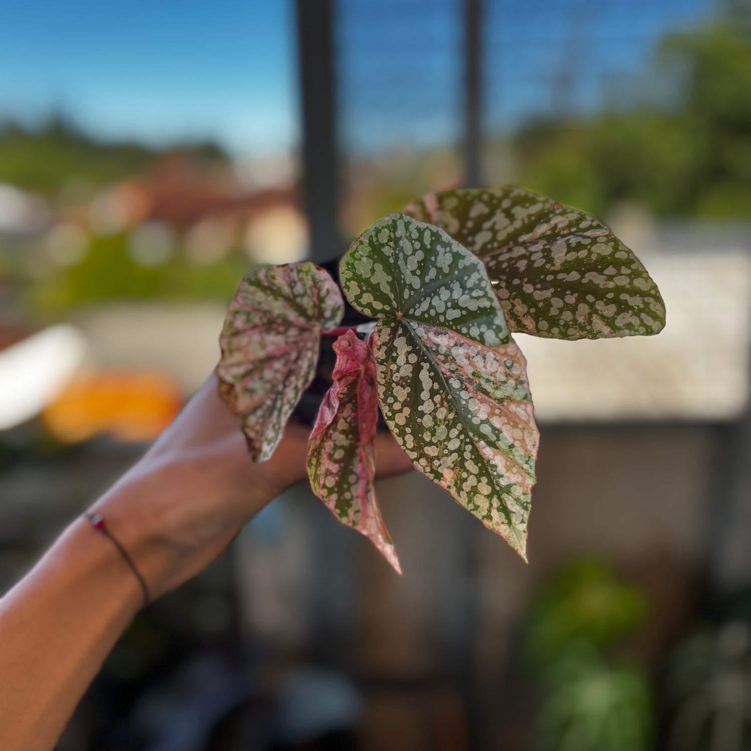 RP039-7	Begonia Snow Cupped Variegated