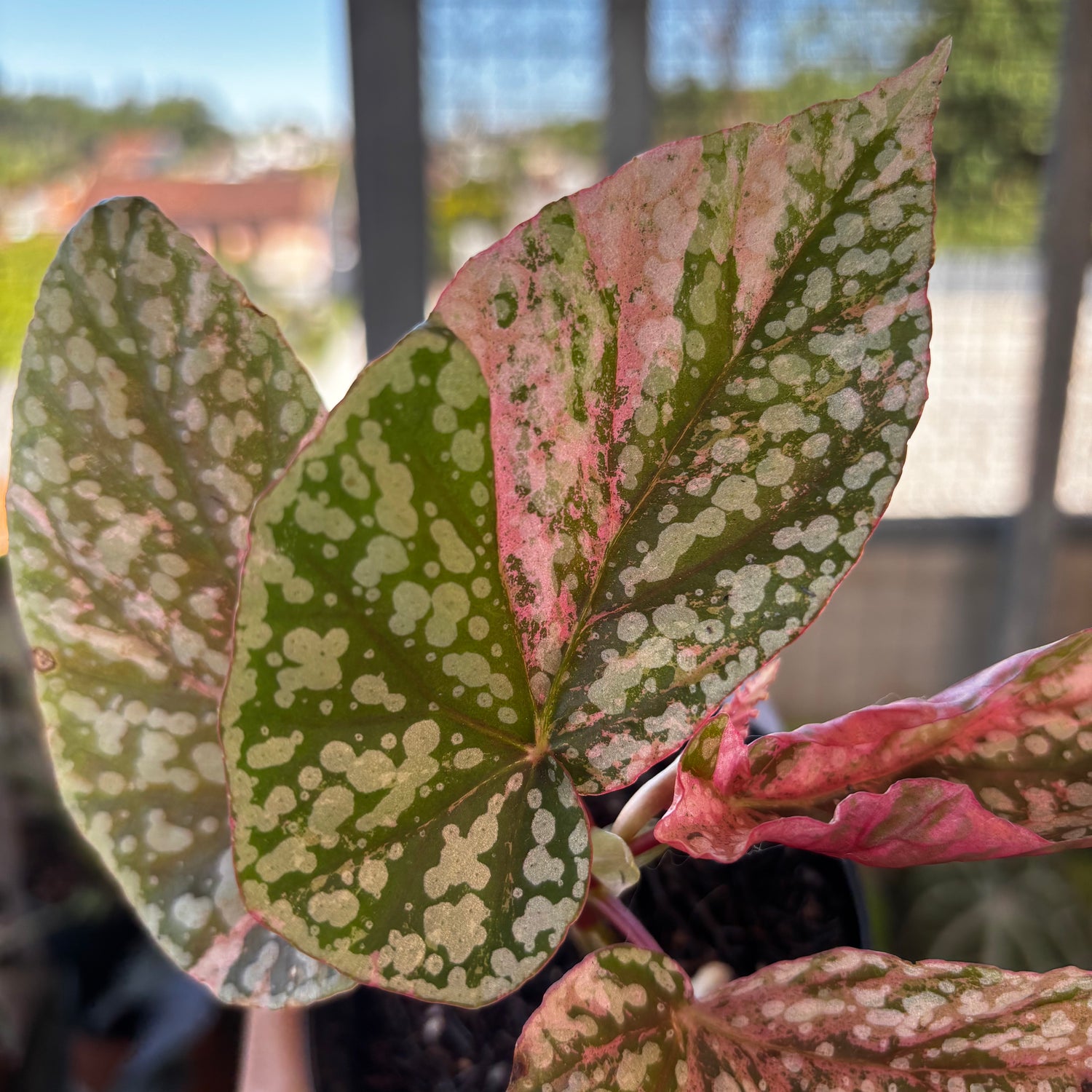 RP039-7	Begonia Snow Cupped Variegated