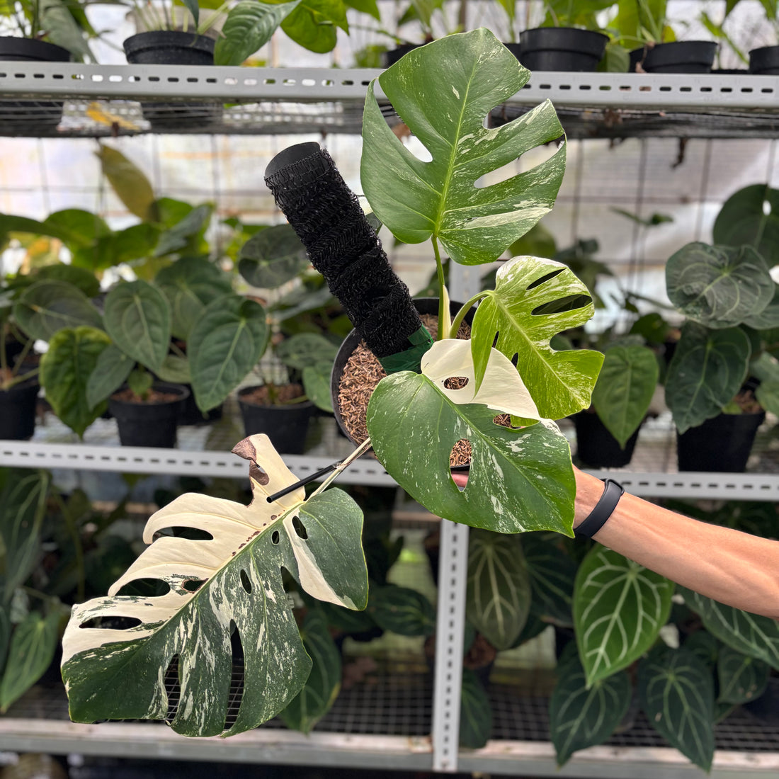 RP25-1 Monstera Albo Variegated