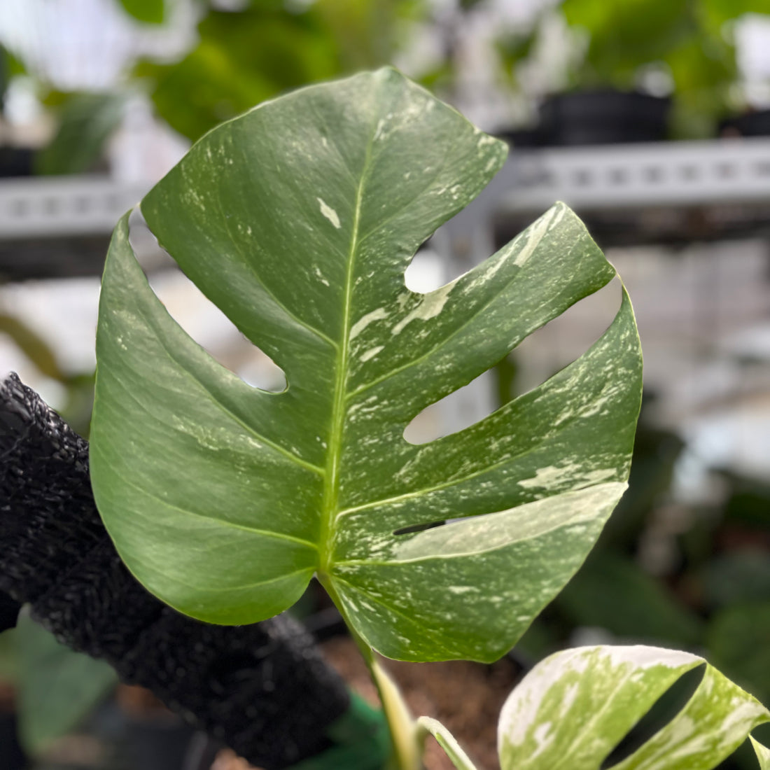 RP25-1 Monstera Albo Variegated