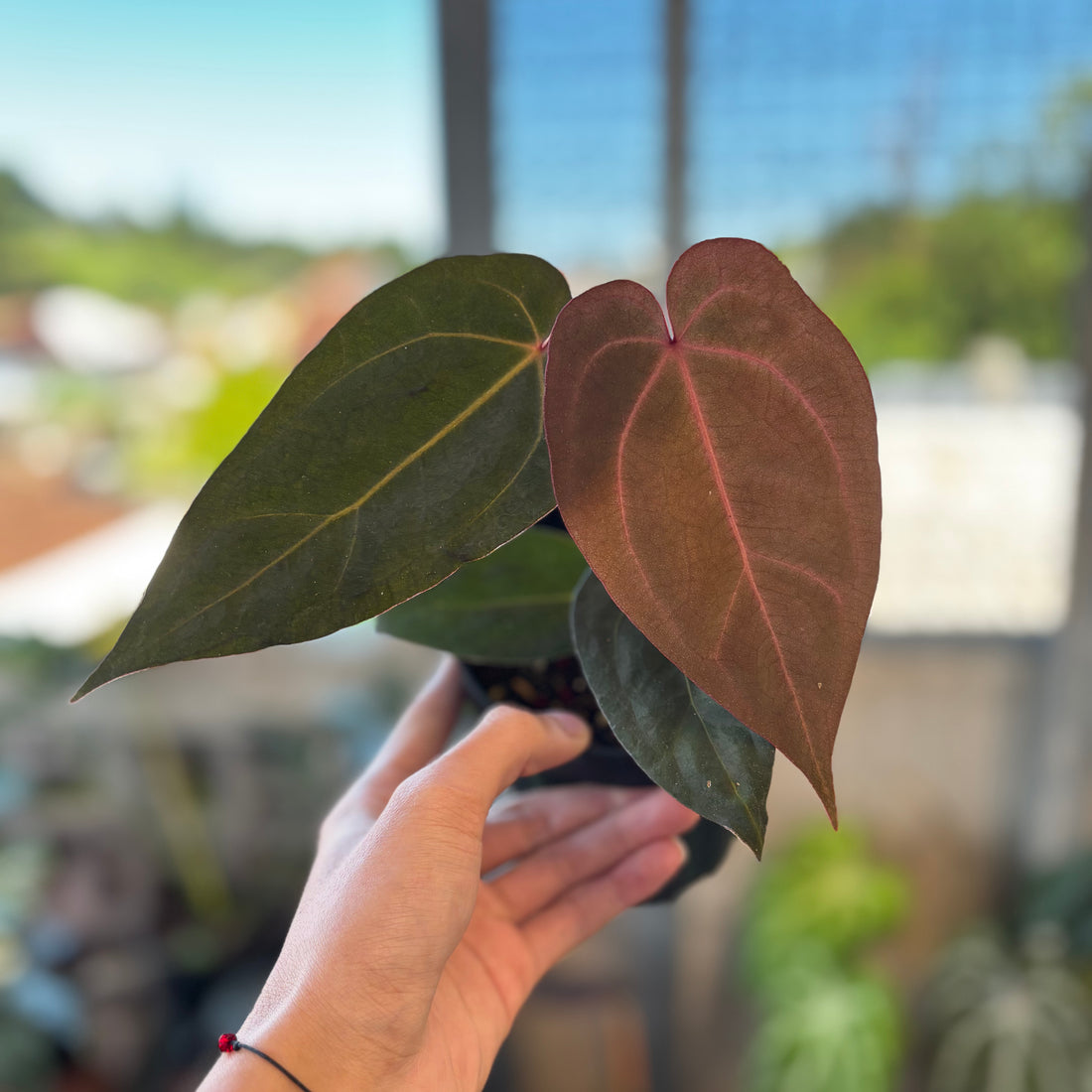 Anthurium AOS x Port SKG x A. Zara Michelle