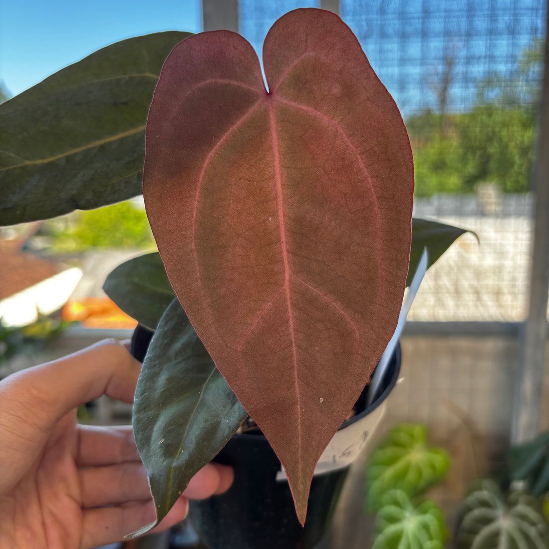 Anthurium AOS x Port SKG x A. Zara Michelle