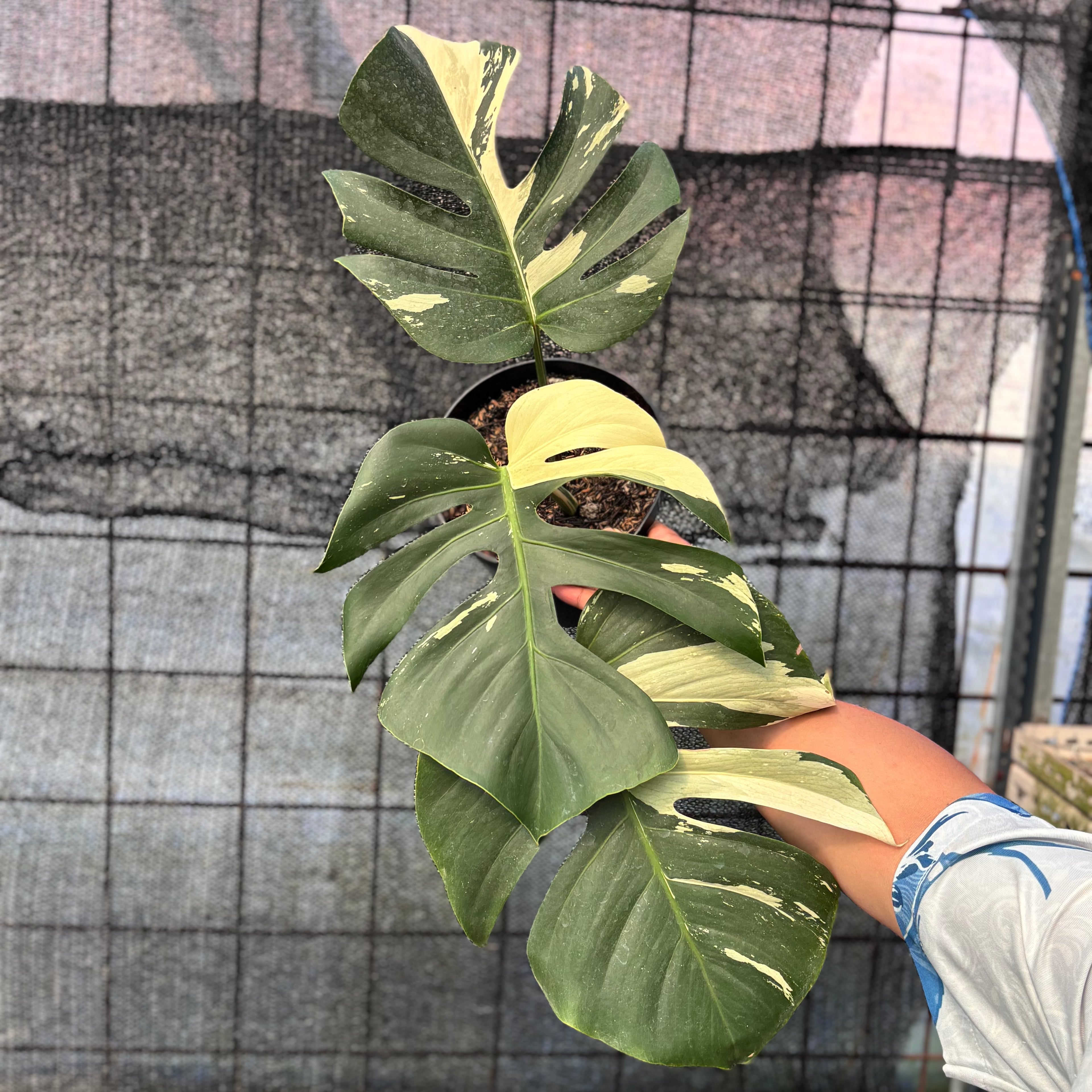 RP1-6 Monstera Jungle Mint