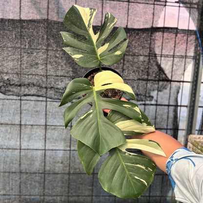 RP1-6 Monstera Jungle Mint