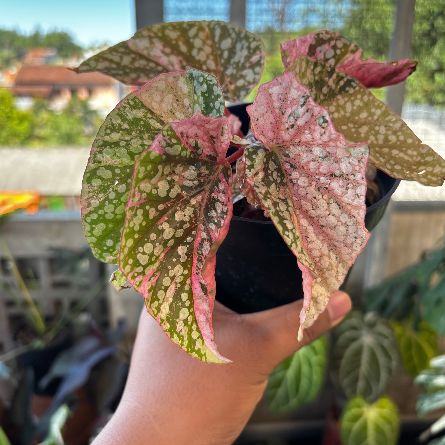 RP042-7	Begonia Snow Capped Variegated