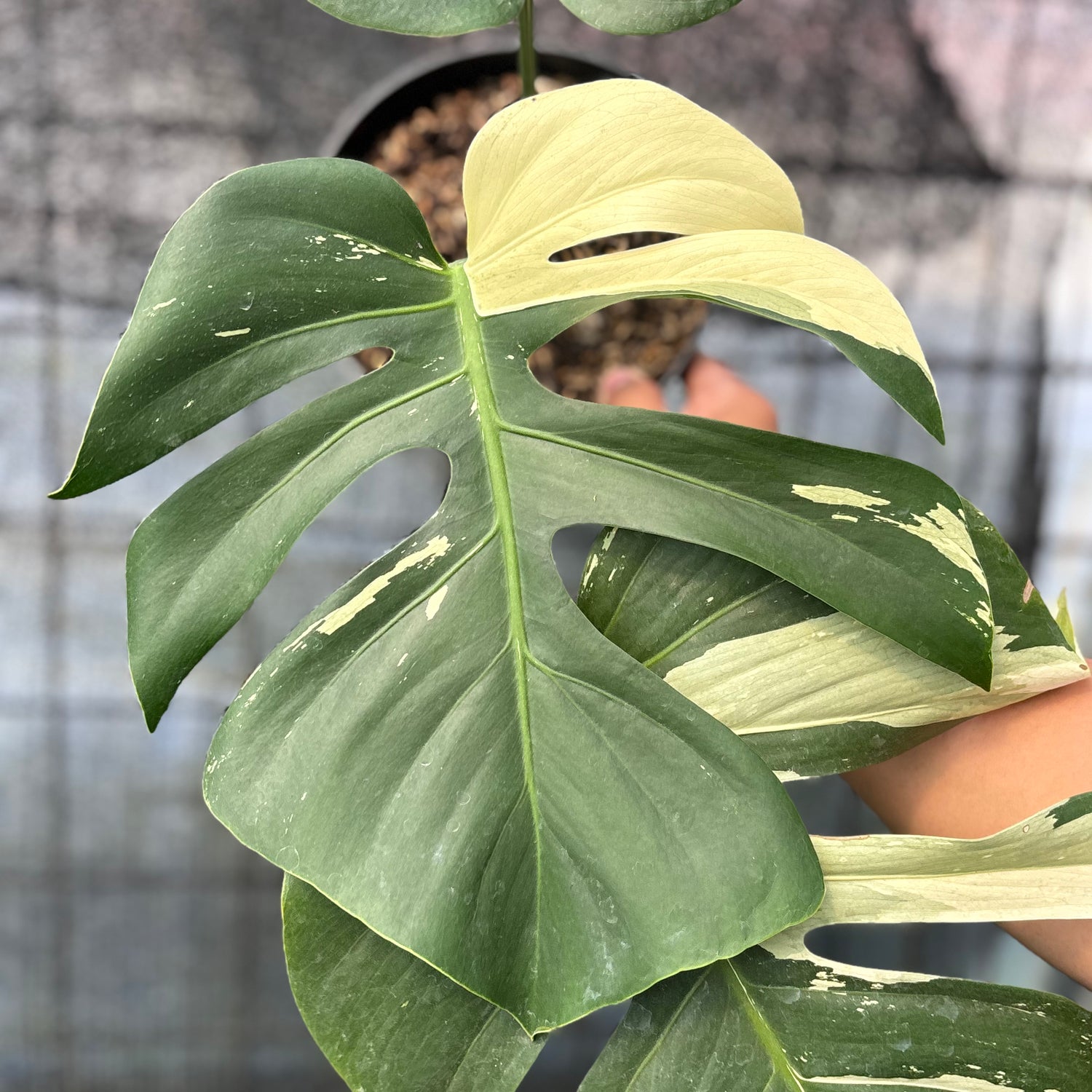 RP1-6 Monstera Jungle Mint