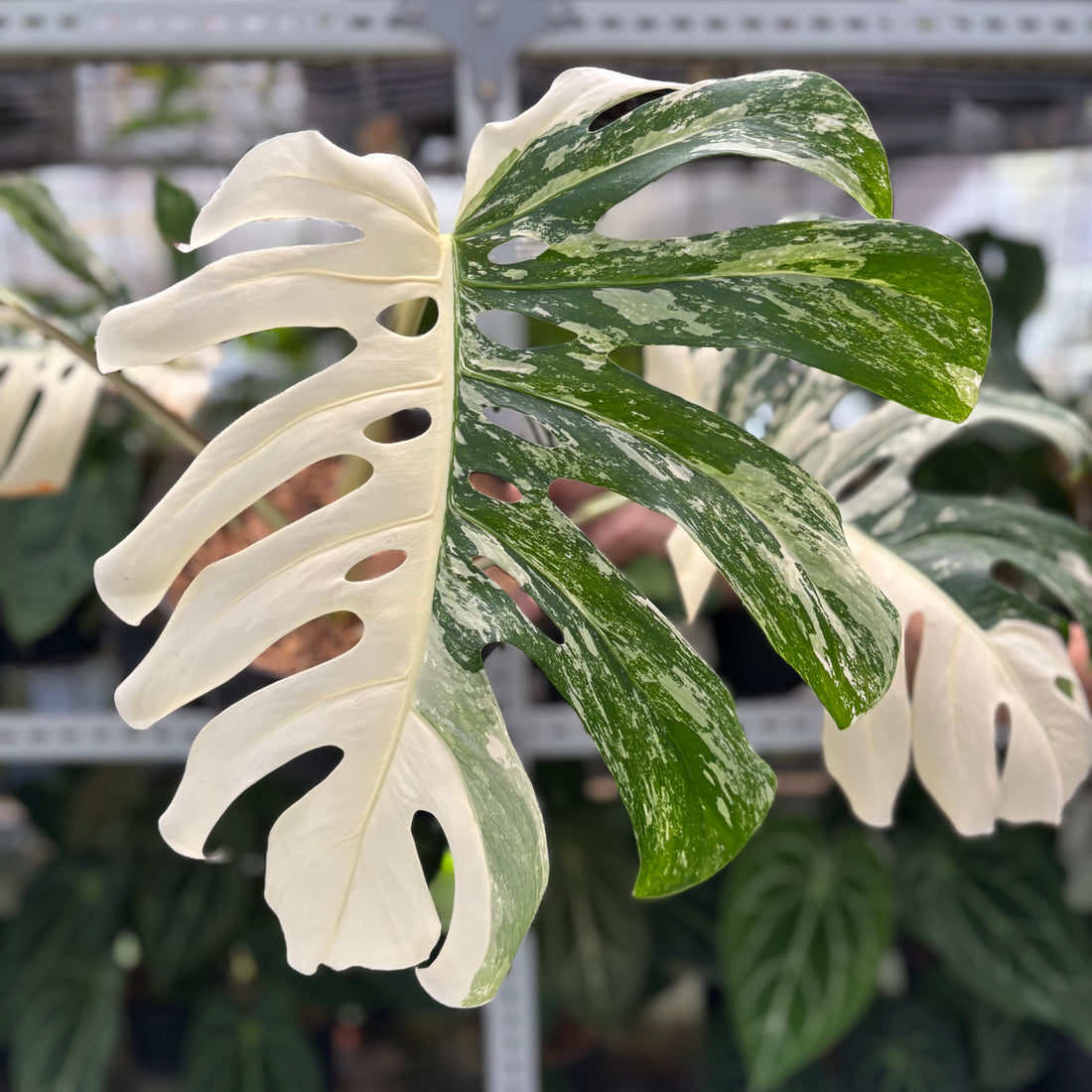 RP27-1 Monstera White Tiger Selected