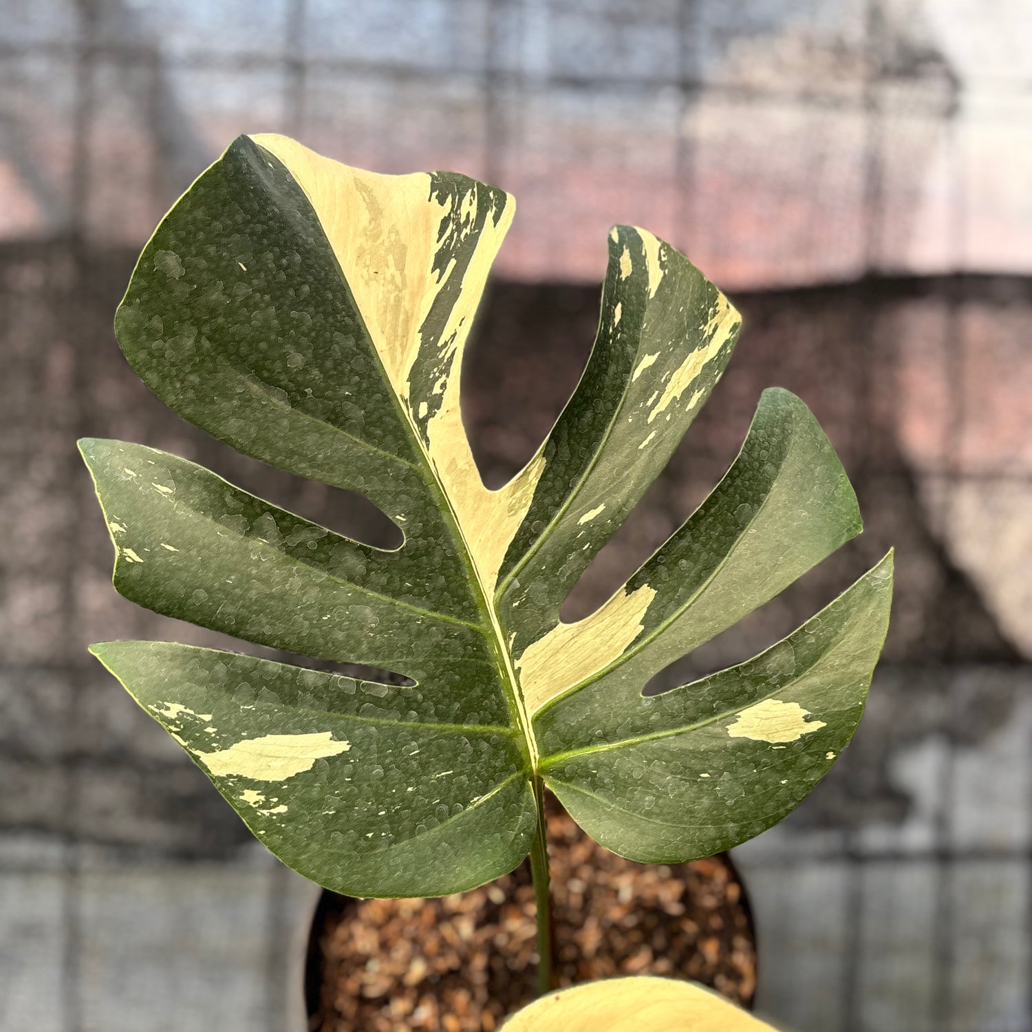 RP1-6 Monstera Jungle Mint