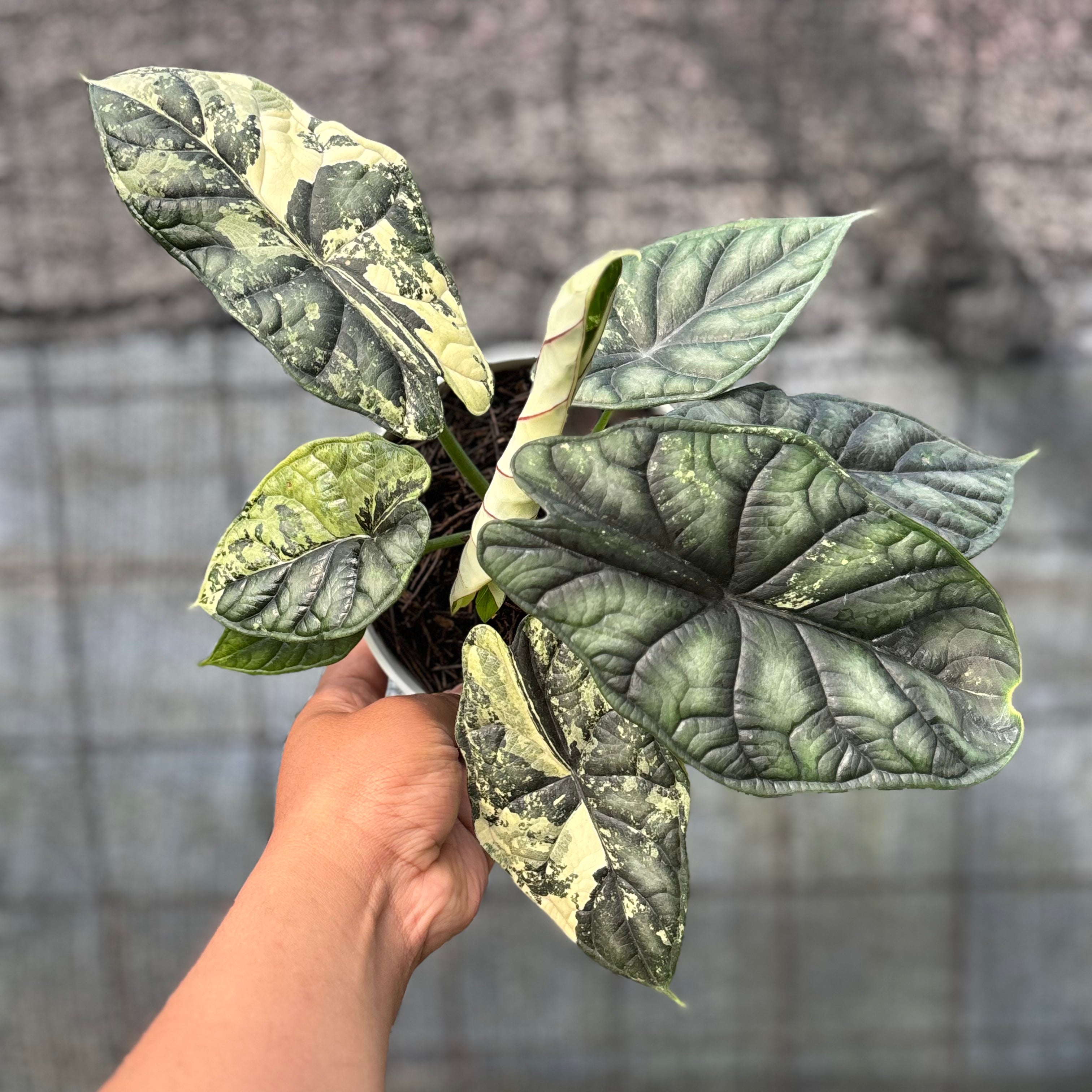 RP2-6 Alocasia Dragon Scale Variegated