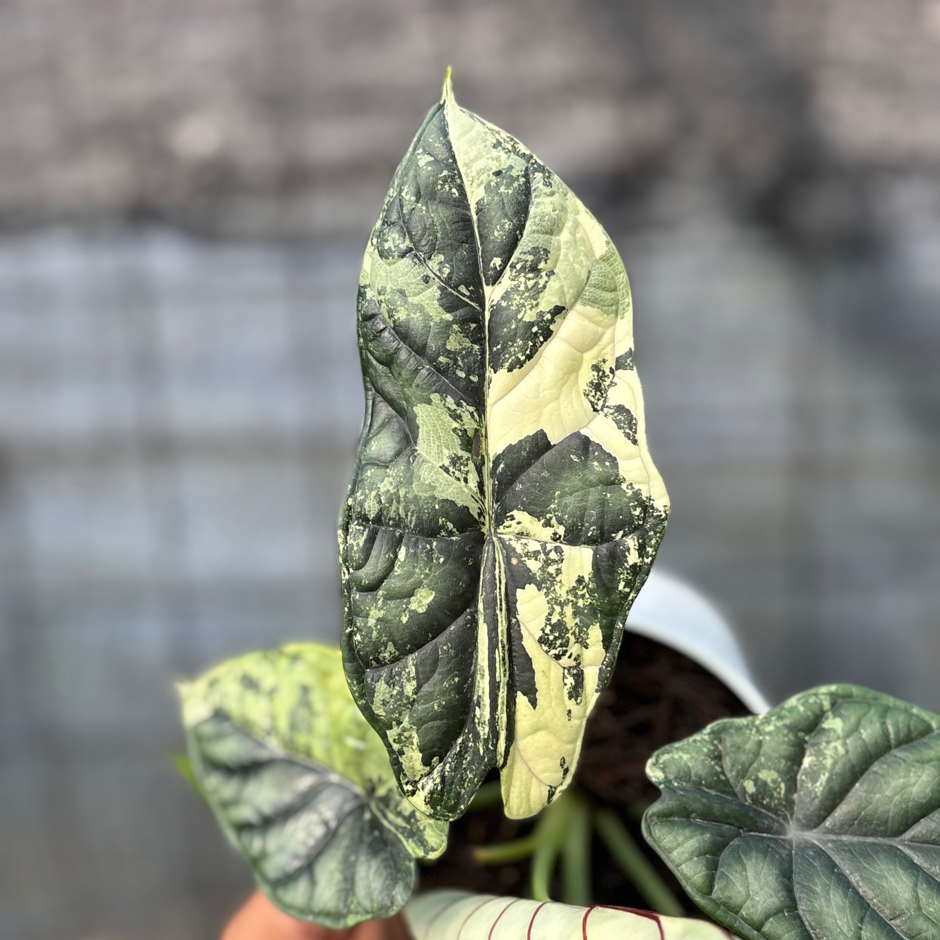 RP2-6 Alocasia Dragon Scale Variegated