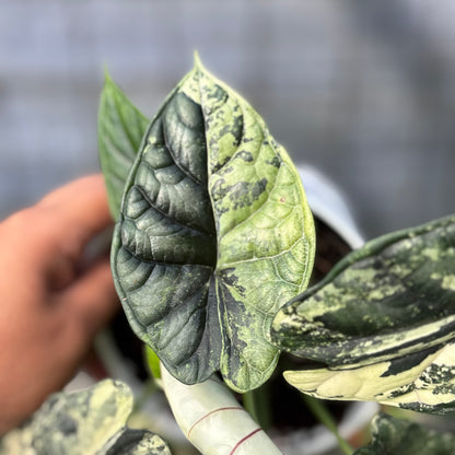 RP2-6 Alocasia Dragon Scale Variegated