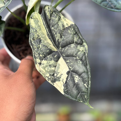 RP2-6 Alocasia Dragon Scale Variegated