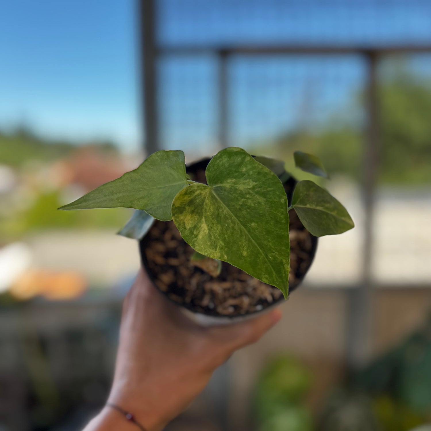 RP045-7	Anthurium Clarinervium Seed Variegated