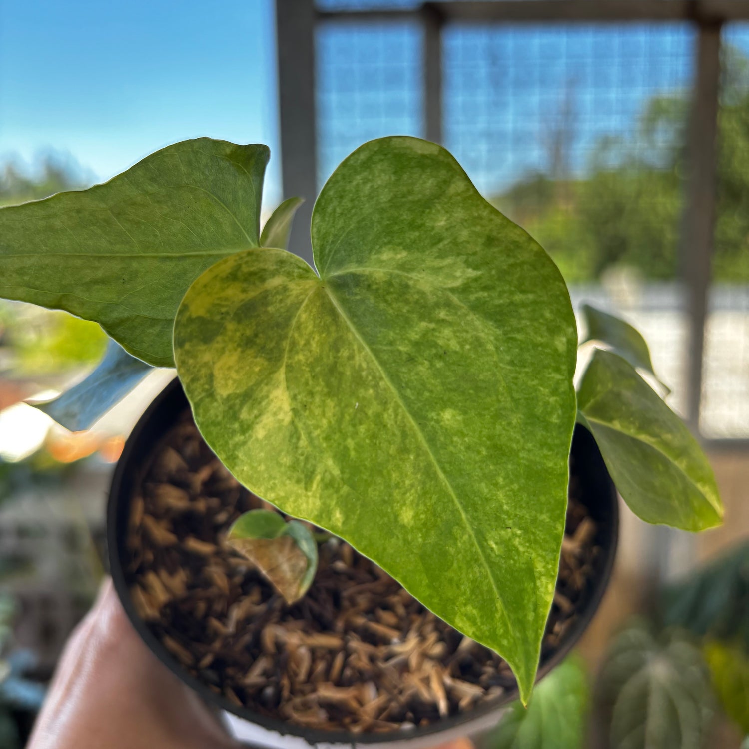 RP045-7	Anthurium Clarinervium Seed Variegated