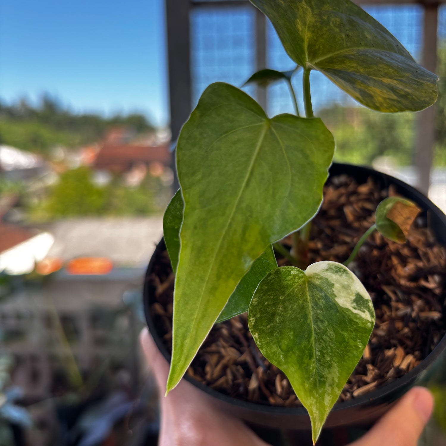 RP045-7	Anthurium Clarinervium Seed Variegated