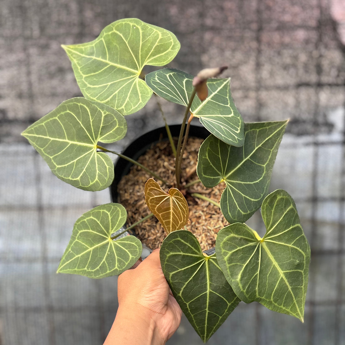 RP4-6 Anthurium Clarinervium Hybrid
