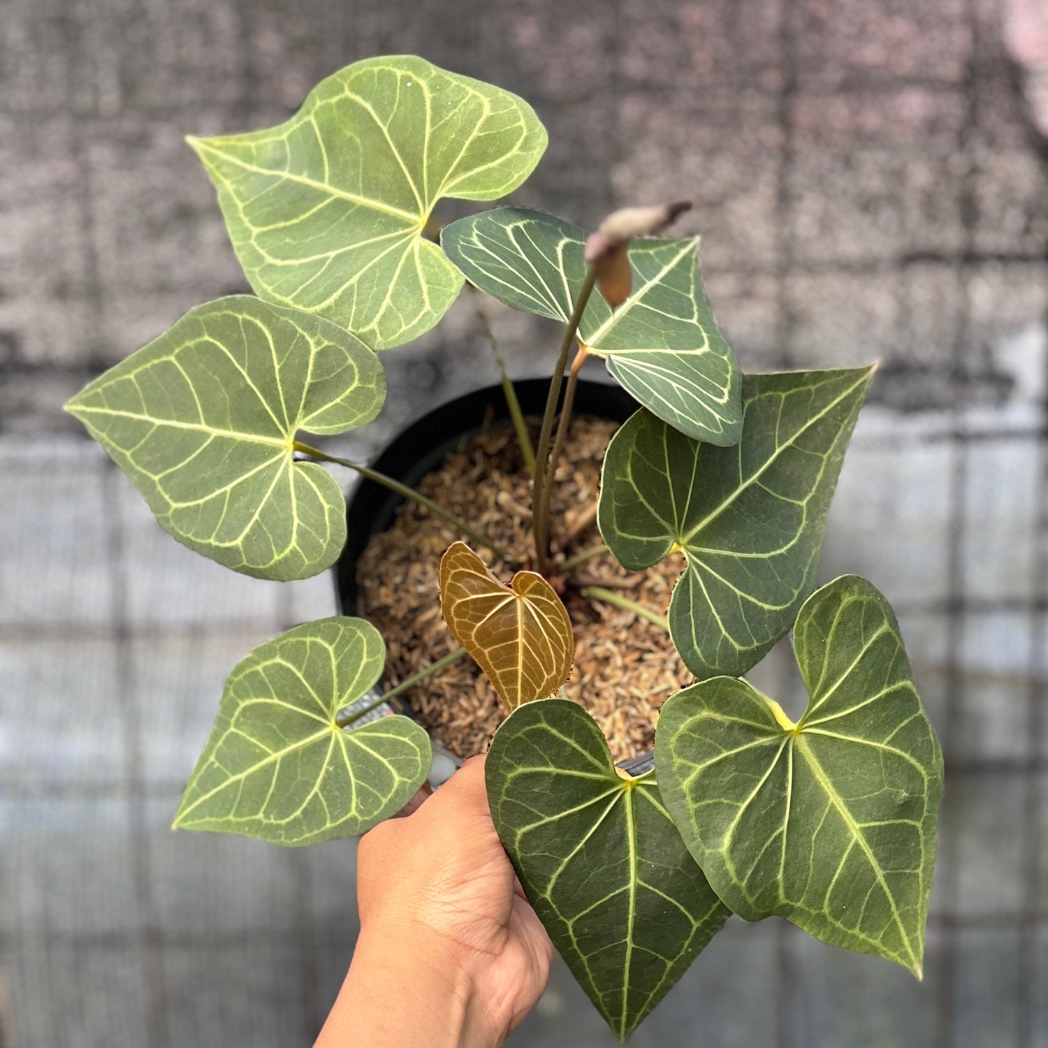 RP4-6 Anthurium Clarinervium Hybrid