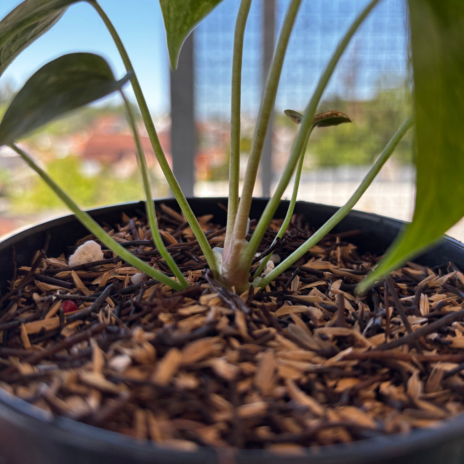 RP045-7	Anthurium Clarinervium Seed Variegated