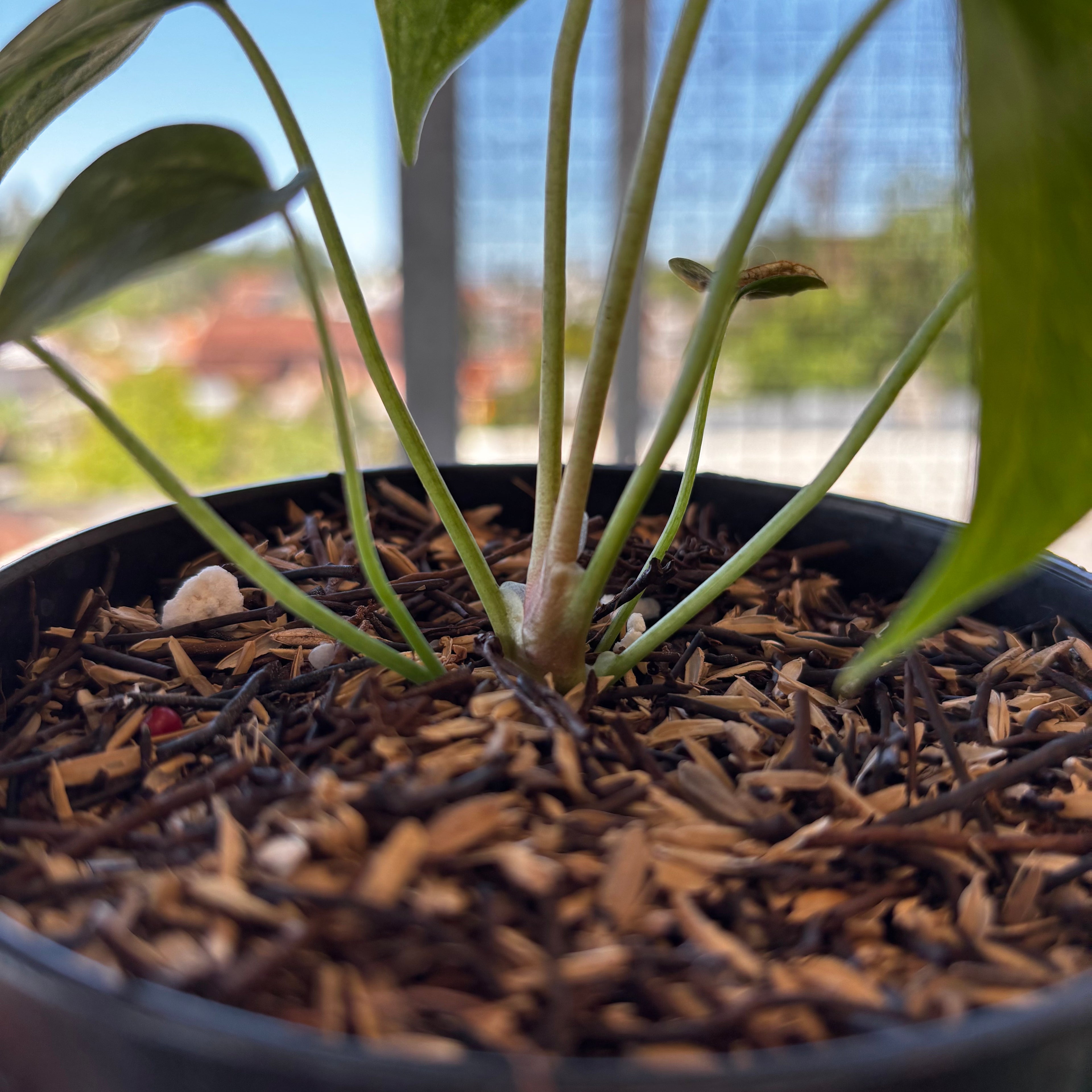 RP045-7	Anthurium Clarinervium Seed Variegated