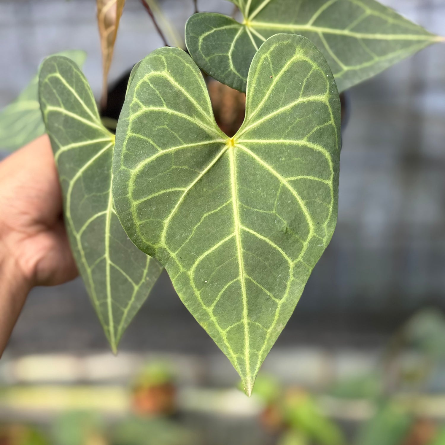 RP4-6 Anthurium Clarinervium Hybrid