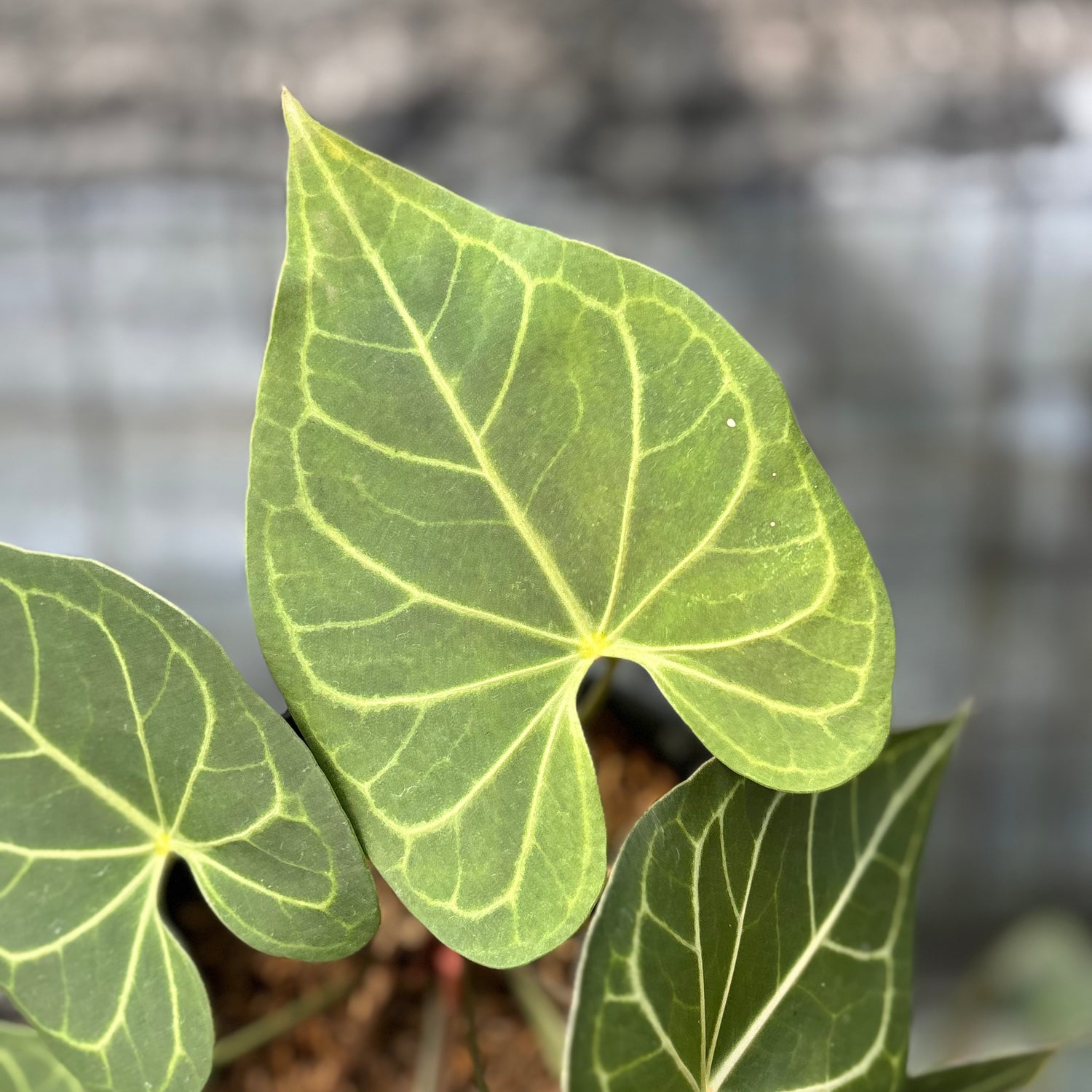 RP4-6 Anthurium Clarinervium Hybrid