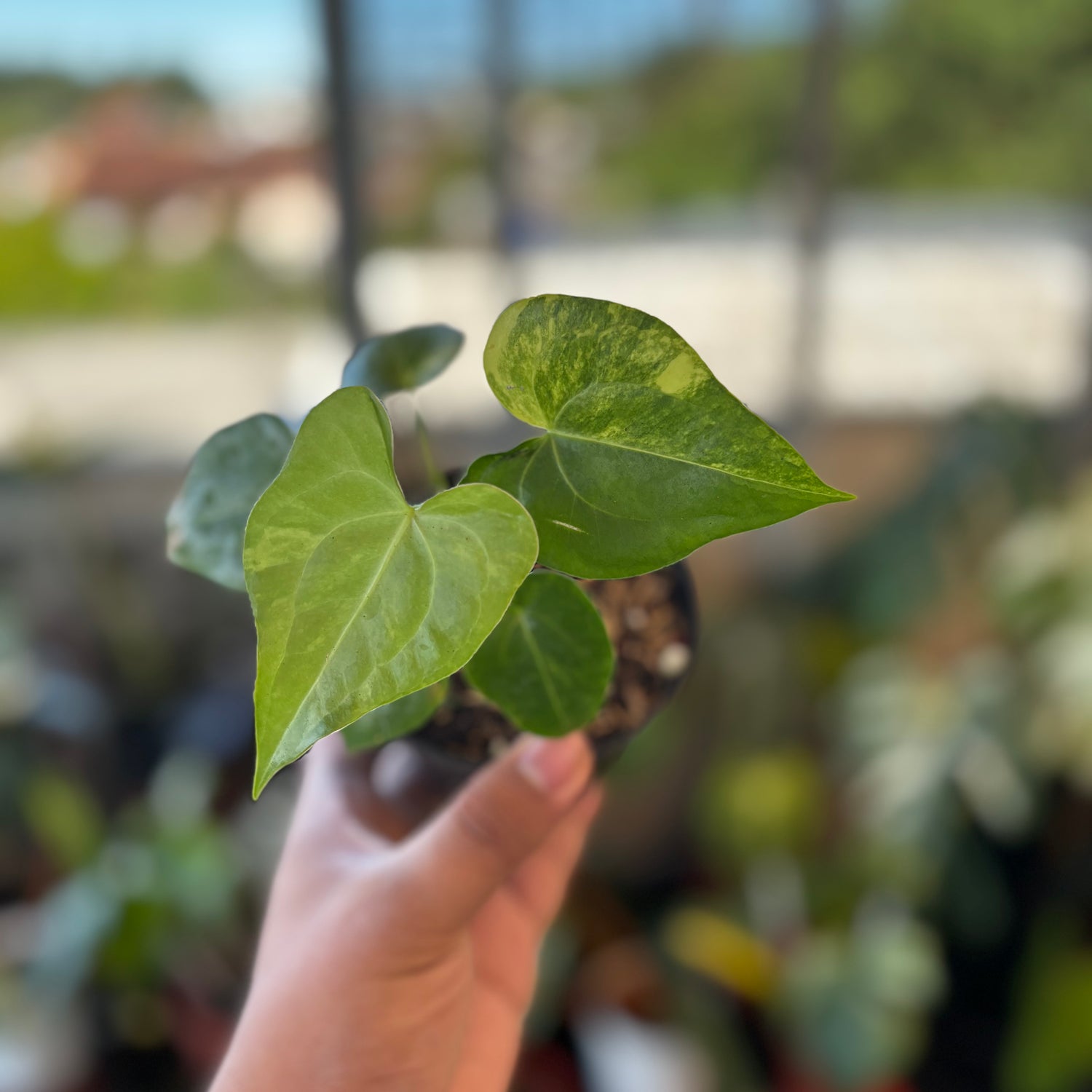 RP046-7	Anthurium Clarinervium Seed Variegated