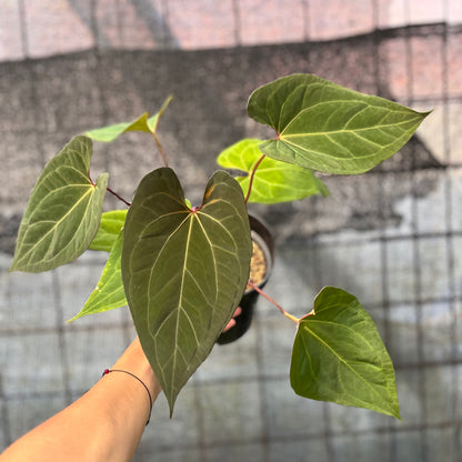 RP5-6 Anthurium Fortsherman Hybrid